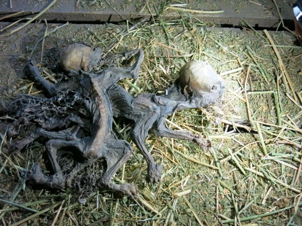 Hai xác khô được nhóm công nhân phát hiện.