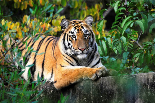 Nếu hiểu rõ điều này, người tuổi Dần sẽ tránh được tai ương, gia đình hạnh phúc viên mãn