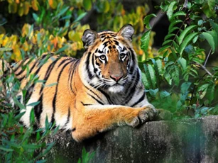 Nếu hiểu rõ điều này, người tuổi Dần sẽ tránh được tai ương, gia đình hạnh phúc viên mãn