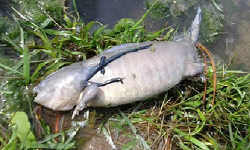 Kinh hãi phát hiện quái vật cá 'ngoài hành tinh' có chân kỳ dị