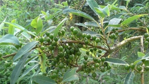 Cây màng tang - ‘Thần dược’ cho sức khỏe nhưng ít người biết đến