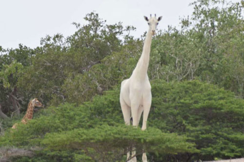 Hươu cao cổ màu trắng ‘siêu’ quý hiếm bị hạ sát