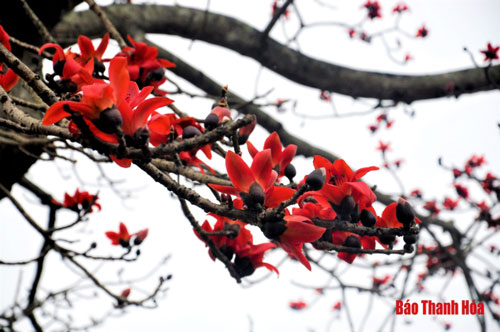Ngắm vẻ đẹp cây hoa gạo hơn 60 năm tuổi ở Thanh Hóa