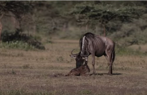 CLIP: Linh dương mới chào đời bị mẹ bỏ rơi và cái kết bất ngờ