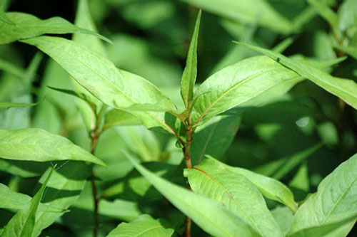 Chỉ cần dùng 1 nắm rau răm, những bệnh thường gặp sau sẽ ngay lập tức thuyên giảm