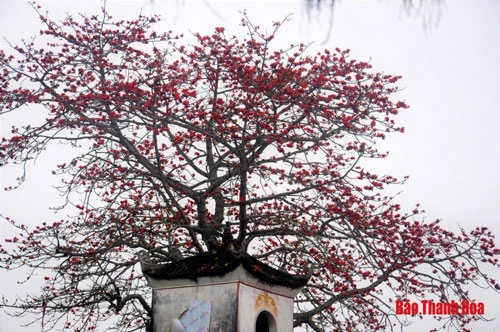 Thân cây to, cao, nhiều tán rộng, mỗi khi đến dịp nở hoa, cây gạo lại tỏa ra một màu đỏ thắm bao phủ khắp khuôn viên đền Cá Lập.