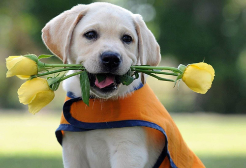 Đàn ông thuộc 4 con giáp này chung thuỷ số 1, "mỡ dâng tận miệng" vẫn quyết từ chối, vợ sướng như tiên