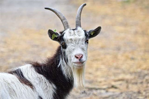 Top con giáp có tài sản tăng mạnh trong tháng 3, sự nghiệp thăng hoa, trở thành tỷ phú lúc nào không hay