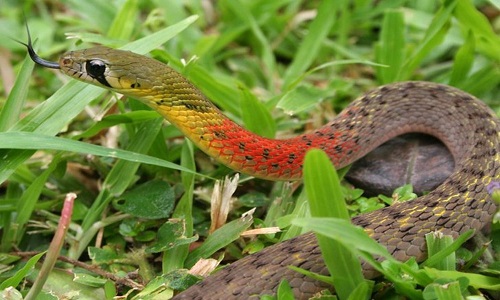 CLIP: Ếch đốm đen chết thảm khi bị rắn cổ đỏ tấn công