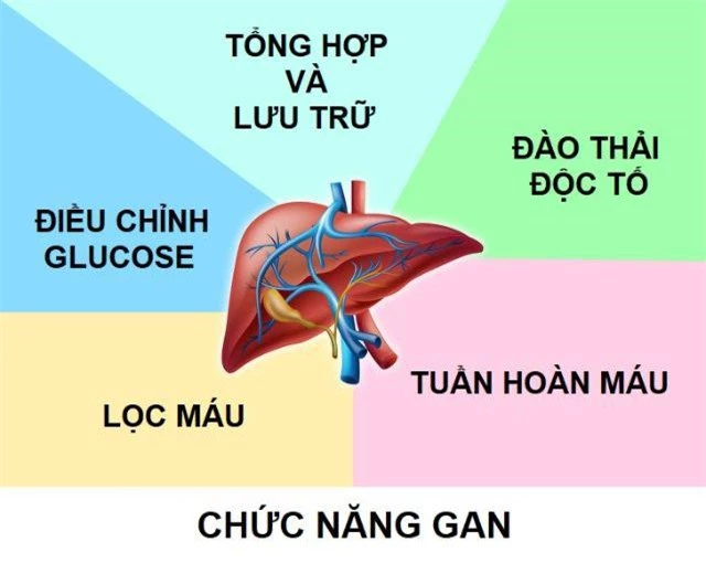 12 sự thật khó tin về cơ thể: phụ nữ có thể sinh 40 con, đàn ông cũng có sữa - 11