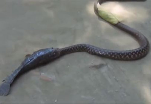 CLIP: 'Choáng' với cảnh cá ngậm chặt đầu rắn để không bị nuốt chửng
