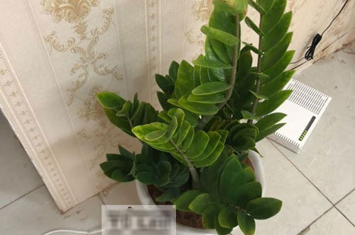 Lương chồng tôi bỗng "giảm mạnh" từ ngày có cây phong thủy, tôi vô tình chạm vào thì phát hiện ra thứ khó ngờ