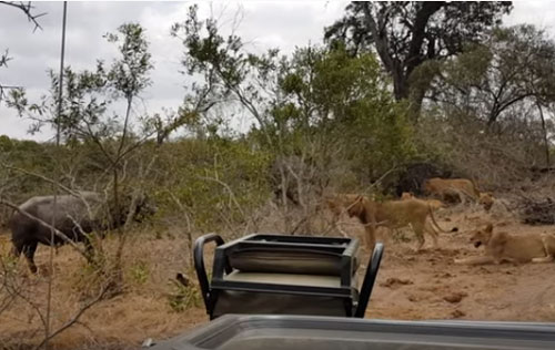 Video: Một mình trâu rừng "đại chiến" cả đàn sư tử