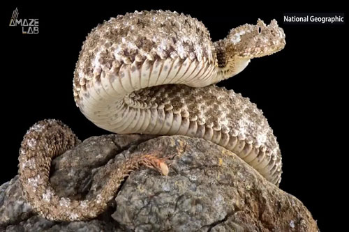 Loài rắn độc kỳ dị, có chiếc đuôi giống như con nhện