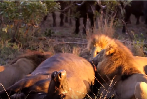 CLIP: 400 con trâu rừng 'bất lực' nhìn sư tử ăn thịt đồng loại