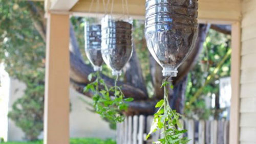 Video: Cách trồng cà chua bằng chai nhựa bỏ đi