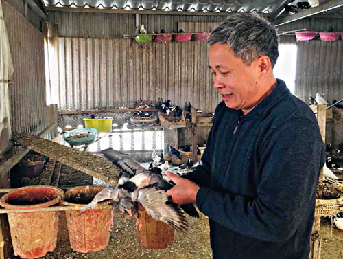 Lai Châu: Nuôi chim bồ câu cho thu nhập cao