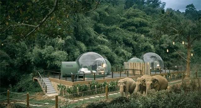 Khám phá cuộc sống những chú voi từ ngôi nhà bong bóng - Ảnh 1.
