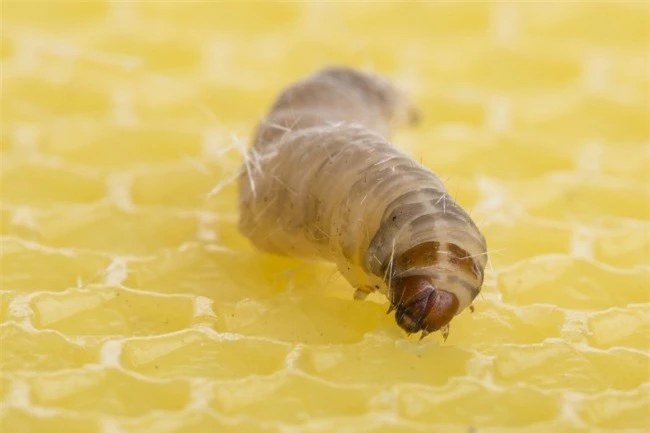 Khám phá ra cỗ máy ăn nhựa 2 trong 1: con sâu bướm cùng vi khuẩn ruột của nó tiêu hóa dễ dàng loại nhựa khó phân hủy nhất - Ảnh 1.