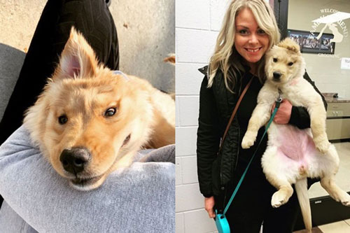 Chú chó "nổi như cồn" khắp MXH vì có duy nhất một chiếc tai giữa đỉnh đầu