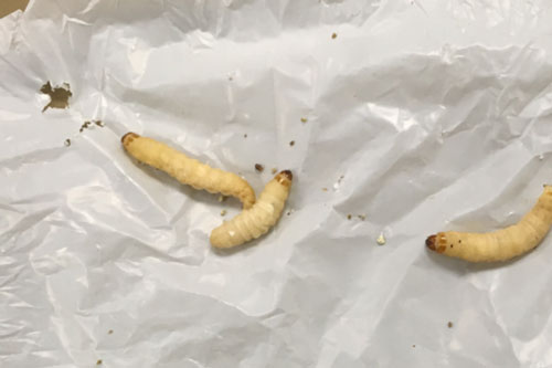 Khám phá ra "cỗ máy ăn nhựa" 2 trong 1: Con sâu bướm cùng vi khuẩn ruột của nó tiêu hóa dễ dàng loại nhựa khó phân hủy nhất