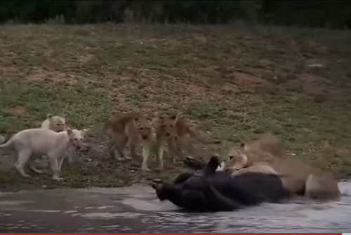 VIDEO: Trốn dưới nước, trâu rừng vẫn bị sư tử hạ sát