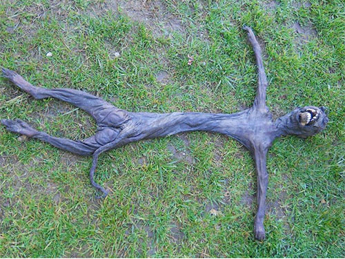 Thực hư chuyện "người ngoài hành tinh" còn dây rốn