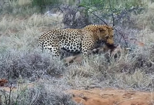 CLIP: Báo hoa mai chui xuống hang đoạt mạng lợn bướu