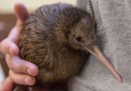 Loài chim nào đẻ trứng ‘khủng’ nhất so với trọng lượng cơ thể?