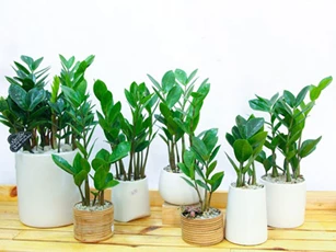 CLIP: Hướng dẫn nhân giống cây kim tiền đơn giản từ cành và lá