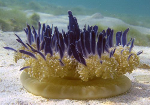 Khoa học mất hơn 1 thế kỷ để giải mã loài sứa này: "Nằm im" vẫn có thể tấn công người