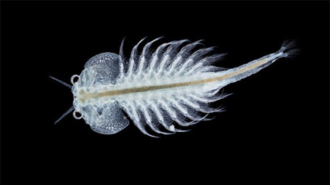 Khoa học mất hơn 1 thế kỷ để giải mã loài sứa này: Nằm im vẫn có thể tấn công người - Ảnh 1.
