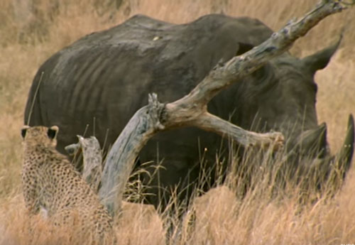 CLIP: Báo săn 'liều mạng' tấn công tê giác và cái kết