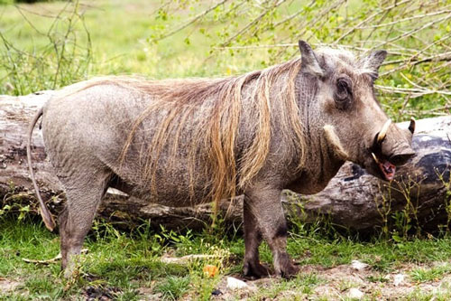 Kinh hoàng trước cảnh lợn bướu giết và ăn thịt khỉ đầu chó