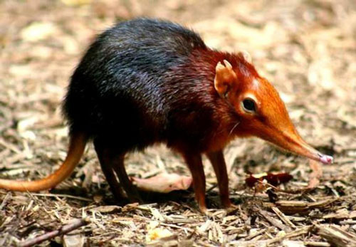 Vì sao nói chuột chù nước là loài ăn thịt rất tinh vi?