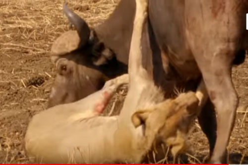 CLIP: Trâu rừng đại chiến đàn sư tử và cái kết