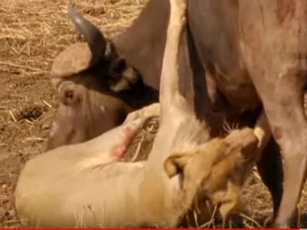 CLIP: Trâu rừng đại chiến đàn sư tử và cái kết