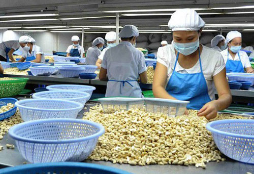 Doanh nghiệp chế biến điều cần thận trọng khi mua điều nguyên liệu