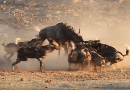 CLIP: Linh dương đầu bò chết thảm khi 'chạm mặt' đàn chó hoang