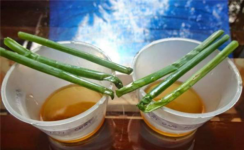 Cho hành lá vào chén mật ong theo cách này, chỉ 1 phút biết ngay mật ong thật hay giả