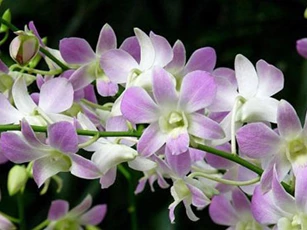 CLIP: Hướng dẫn cách phục hồi lan “mất sức” dẫn tới thân, lá bị khô héo