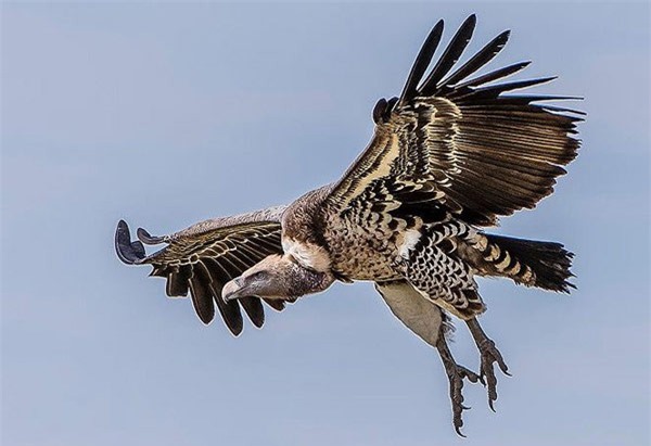 1001 thắc mắc: Không phải chúa tể đại bàng, loài chim nào bay cao nhất thế giới? - ảnh 1