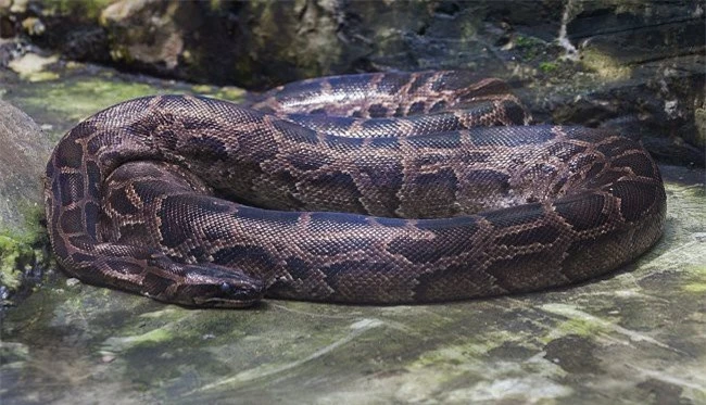 Vì sao gọi trăn Anaconda là 'quái vật' đáng sợ nhất rừng Amazon - ảnh 3