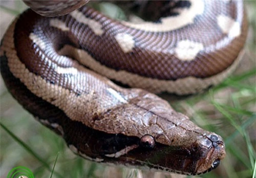 Vì sao gọi trăn Anaconda là 'quái vật' đáng sợ nhất rừng Amazon - ảnh 5
