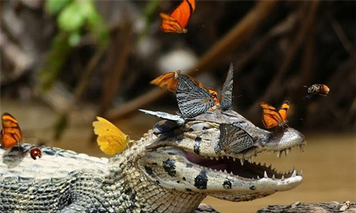 Ảnh động vật: Chú cá sấu “cười ngoác mồm” chơi cùng đàn bướm xinh đẹp