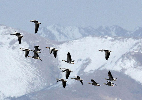 Loài ngỗng nào bay qua được đỉnh Everest?