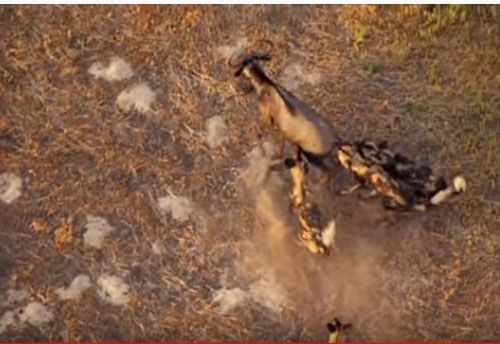 CLIP: Linh dương đầu bò bỏ mạng dưới nanh vuốt đàn chó hoang