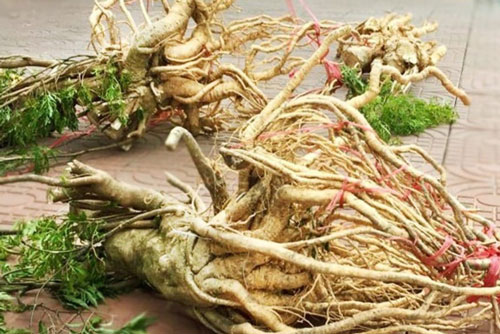 Ai cũng biết đinh lăng tốt nhưng dùng theo cách này chẳng khác nào uống 'thuốc độc'