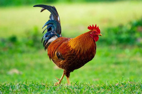 Th&#xE1;ng 3 &#xC2;m l&#x1ECB;ch, 3 con gi&#xE1;p n&#xE0;y nh&#x1EAD;n h&#x1EBF;t l&#x1ED9;c tr&#x1EDD;i, gi&#xE0;u c&#xF3; h&#x1EBF;t ph&#x1EA7;n thi&#xEA;n h&#x1EA1;