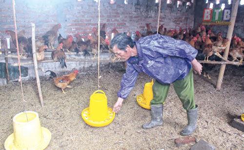 Thái Bình: Làm giàu từ chăn nuôi tổng hợp